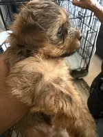 Eva, a female Yorkshire Terrier for sale in Hyattsville, MD – 5 of 9