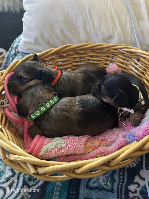 Prince  Case Orange collar – Yorkshire Terrier puppy for sale in Hyattsville, MD