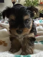 Tyrese. Red collar., a male Yorkshire Terrier for sale in Hyattsville, MD – 4 of 9