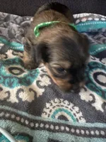 Princess Luna green color, a female Yorkshire Terrier for sale in Hyattsville, MD – 5 of 6