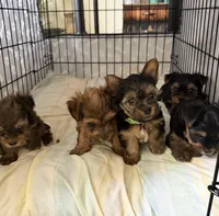 Zoey.  green collar, a female Yorkshire Terrier for sale in Hyattsville, MD – 6 of 8