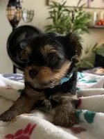 Usher   Turquoise collar, a male Yorkshire Terrier for sale in Hyattsville, MD – 2 of 8