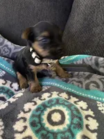 Duke beige collar, a male Yorkshire Terrier for sale in Hyattsville, MD – 7 of 7