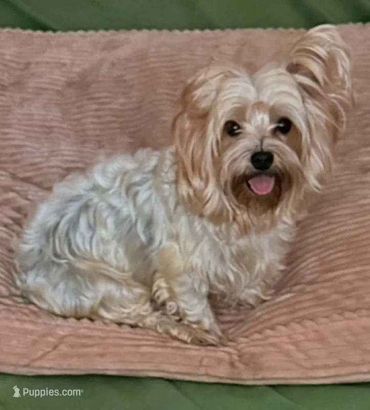 Lola – Yorkshire Terrier puppy for sale in Hyattsville, MD