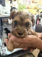 Eva, a female Yorkshire Terrier for sale in Hyattsville, MD – 4 of 9