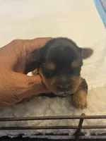 Azul, a male Yorkshire Terrier for sale in Hyattsville, MD – Photo 7 of 10