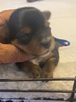 Azul, a male Yorkshire Terrier for sale in Hyattsville, MD – Photo 9 of 10