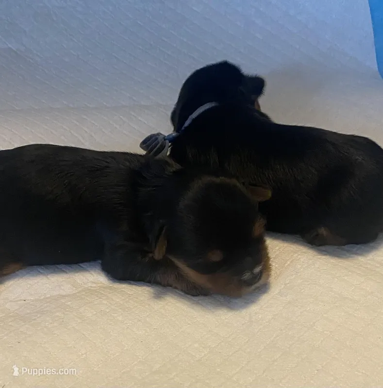 Azul, a male Yorkshire Terrier for sale in Hyattsville, MD – Photo 1 of 10