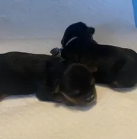 Azul, a male Yorkshire Terrier for sale in Hyattsville, MD – Photo 1 of 10