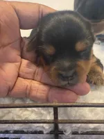 Azul, a male Yorkshire Terrier for sale in Hyattsville, MD – Photo 6 of 10