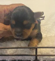 Azul, a male Yorkshire Terrier for sale in Hyattsville, MD – Photo 2 of 10