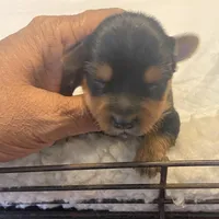 Azul, a male Yorkshire Terrier for sale in Hyattsville, MD – Photo 5 of 10