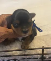 Azul, a male Yorkshire Terrier for sale in Hyattsville, MD – Photo 8 of 10