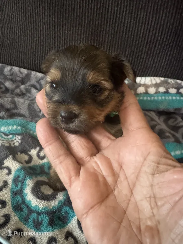 Princess Luna green color – Yorkshire Terrier puppy for sale in Hyattsville, MD