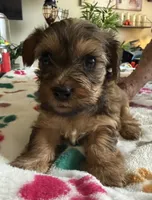 Eva, a female Yorkshire Terrier for sale in Hyattsville, MD – 7 of 9