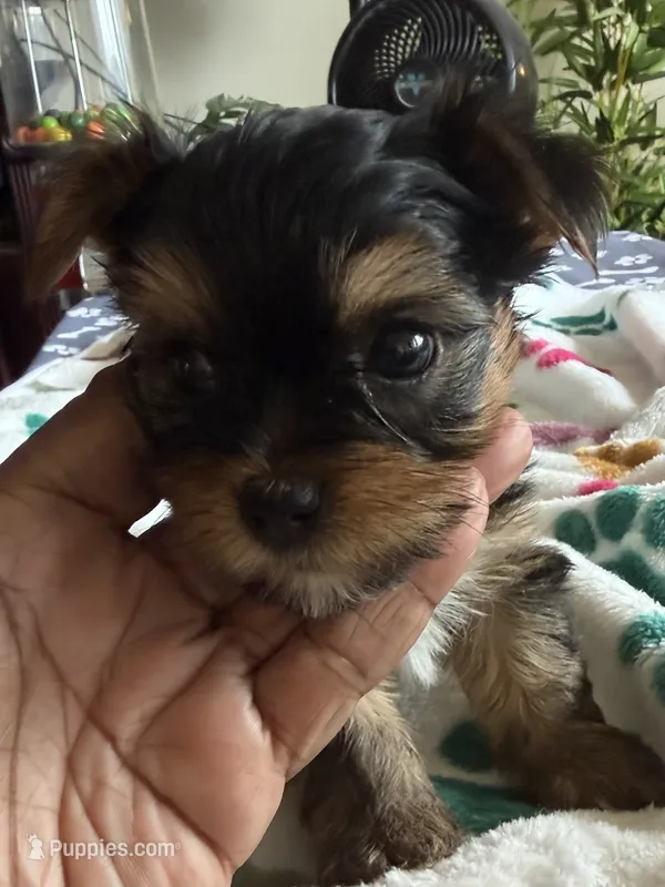 Tyrese. Red collar. – Yorkshire Terrier puppy for sale in Hyattsville, MD