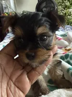 Tyrese. Red collar., a male Yorkshire Terrier for sale in Hyattsville, MD – 1 of 9