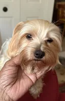 Lola, a female Yorkshire Terrier for sale in Hyattsville, MD – 5 of 5