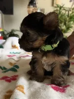 Zoey.  green collar, a female Yorkshire Terrier for sale in Hyattsville, MD – 4 of 8