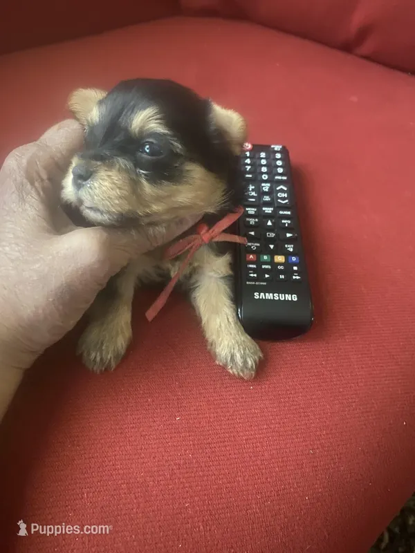 Walker – Yorkshire Terrier puppy for sale in Hyattsville, MD