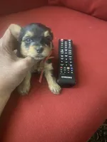 Walker, a male Yorkshire Terrier for sale in Hyattsville, MD – Photo 5 of 7