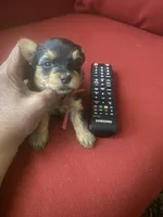 Walker, a male Yorkshire Terrier for sale in Hyattsville, MD – Photo 3 of 7