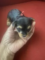 Walker, a male Yorkshire Terrier for sale in Hyattsville, MD – Photo 6 of 7