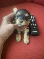 Walker, a male Yorkshire Terrier for sale in Hyattsville, MD – Photo 2 of 7