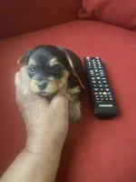 Walker, a male Yorkshire Terrier for sale in Hyattsville, MD – Photo 4 of 7