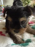 T. C.  Red collar, no tag., a male Yorkshire Terrier for sale in Hyattsville, MD – 4 of 9