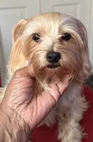 Lola, a female Yorkshire Terrier for sale in Hyattsville, MD – 2 of 5