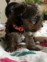 Elvis.  Orange collar, a male Yorkshire Terrier for sale in Hyattsville, MD – 4 of 8