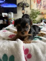 Elvis.  Orange collar, a male Yorkshire Terrier for sale in Hyattsville, MD – 5 of 8