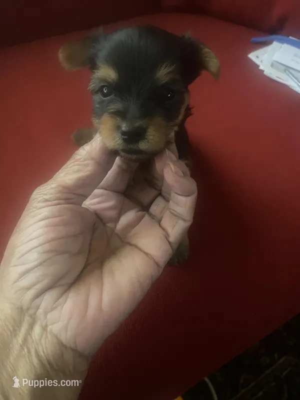 Jeff.     Gray ID, a male Yorkshire Terrier for sale in Hyattsville, MD – Photo 1 of 6