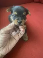 Jeff.     Gray ID, a male Yorkshire Terrier for sale in Hyattsville, MD – Photo 3 of 6