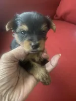 Jeff.     Gray ID, a male Yorkshire Terrier for sale in Hyattsville, MD – Photo 2 of 6