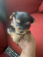 Jeff.     Gray ID, a male Yorkshire Terrier for sale in Hyattsville, MD – Photo 6 of 6