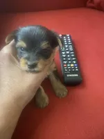 Jeff.     Gray ID, a male Yorkshire Terrier for sale in Hyattsville, MD – Photo 4 of 6