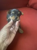 Jeff.     Gray ID, a male Yorkshire Terrier for sale in Hyattsville, MD – Photo 5 of 6