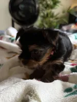 T. C.  Red collar, no tag., a male Yorkshire Terrier for sale in Hyattsville, MD – 5 of 9