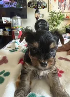 Ciara   Purple collar , a female Yorkshire Terrier for sale in Hyattsville, MD – 6 of 7