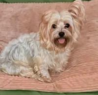 Lola, a female Yorkshire Terrier for sale in Hyattsville, MD – 4 of 5