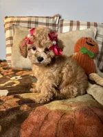 Ava, a female Poodle - Toy  for sale in Grandview, MO – 4 of 5