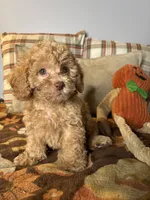 King, a male Poodle - Toy  for sale in Grandview, MO – 3 of 3