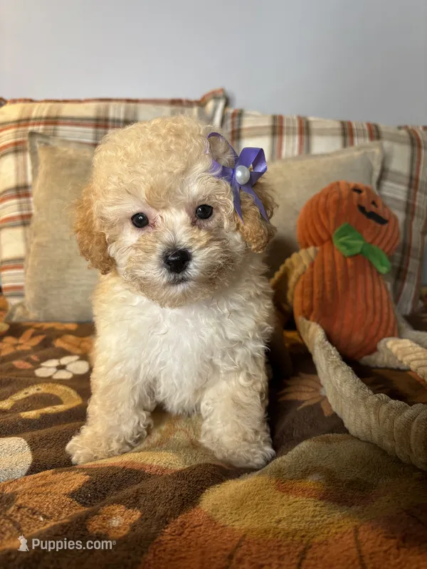 Crystal – Poodle - Toy  puppy for sale in Grandview, MO