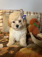 Crystal, a female Poodle - Toy  for sale in Grandview, MO – 1 of 3