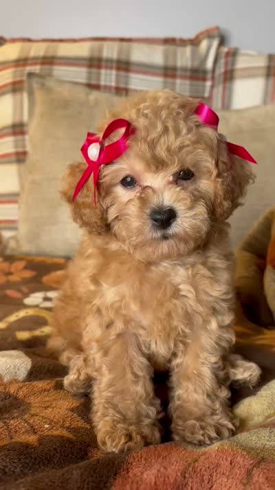Ava, a female Poodle - Toy  for sale in Grandview, MO – 5 of 5