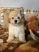 Crystal, a female Poodle - Toy  for sale in Grandview, MO – 3 of 3