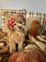 Ava, a female Poodle - Toy  for sale in Grandview, MO – 3 of 5