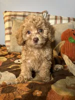 King, a male Poodle - Toy  for sale in Grandview, MO – 2 of 3
